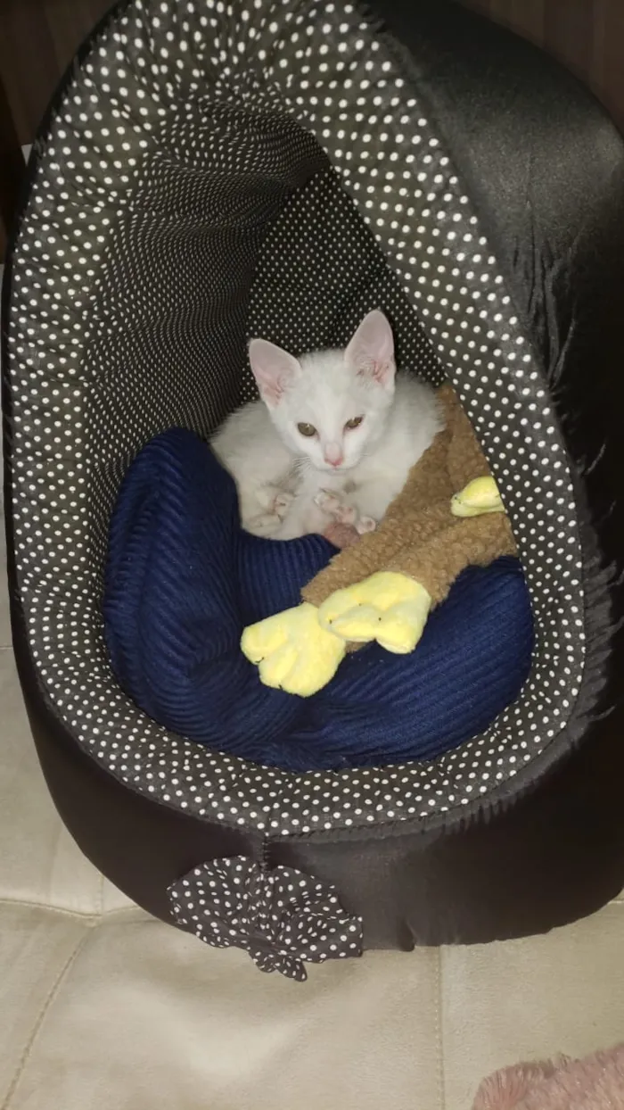 Gato ra a Srd idade Abaixo de 2 meses nome Bbs gatinhos 