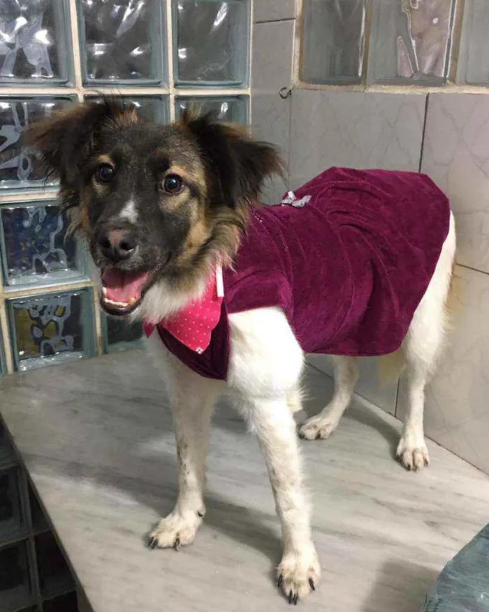 Cachorro ra a SRD idade 7 a 11 meses nome Mel