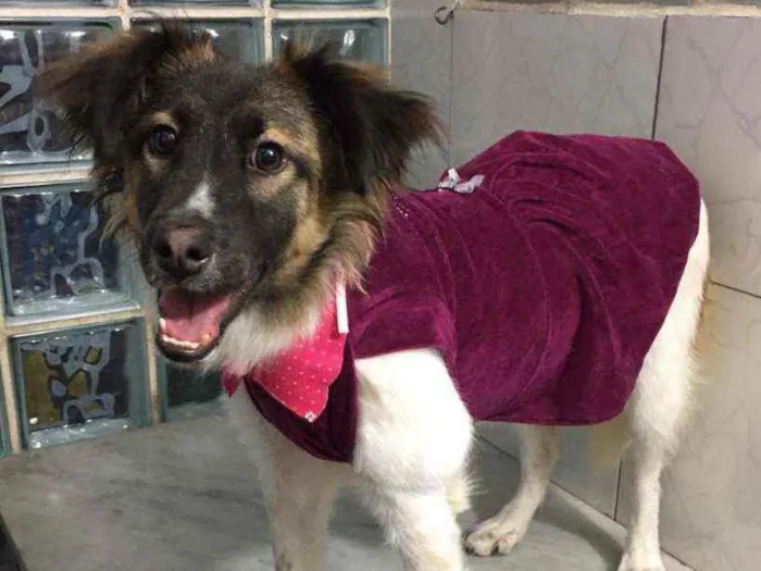 Cachorro ra a SRD idade 7 a 11 meses nome Mel