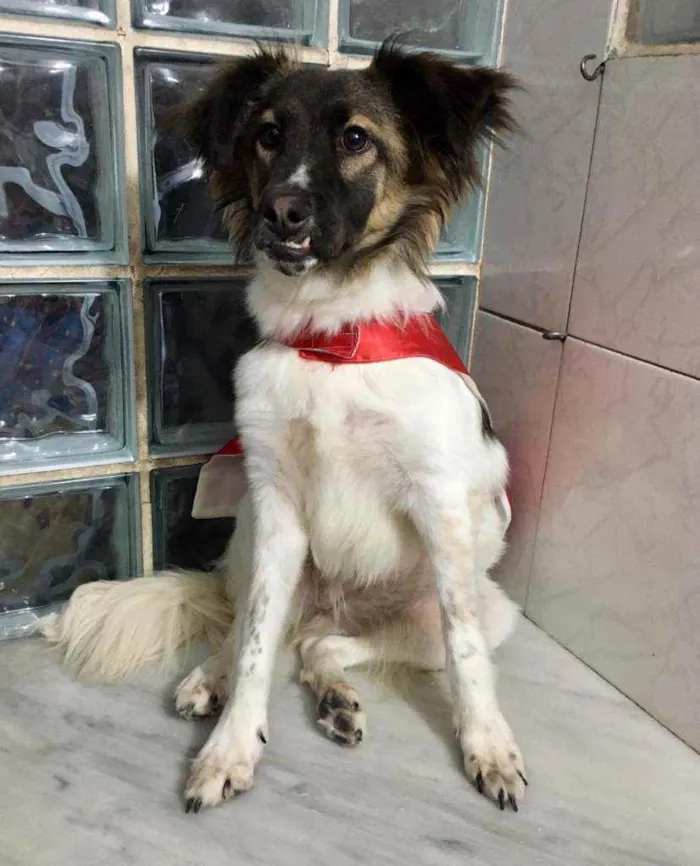 Cachorro ra a SRD idade 7 a 11 meses nome Mel