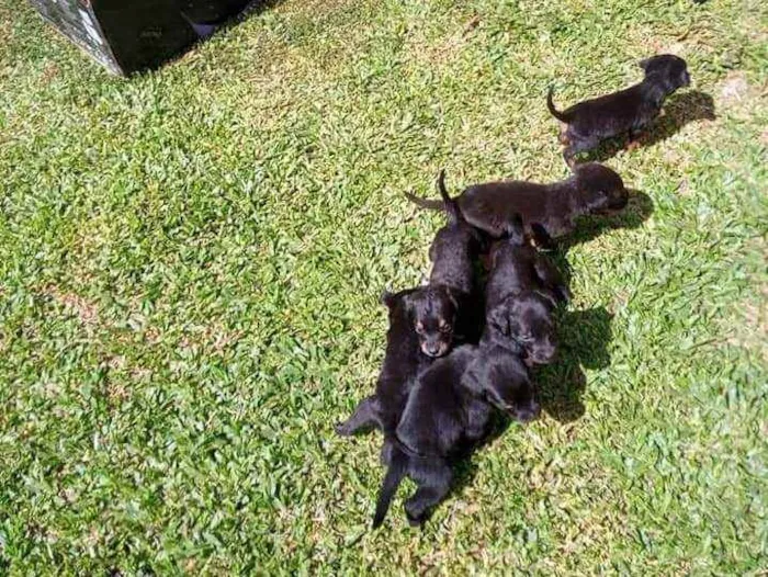 Cachorro ra a Vira-lata idade Abaixo de 2 meses nome Por sua conta