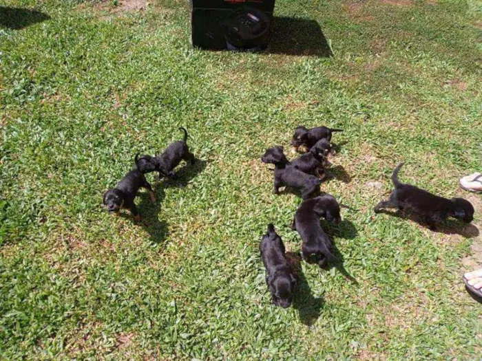 Cachorro ra a Vira-lata idade Abaixo de 2 meses nome Por sua conta