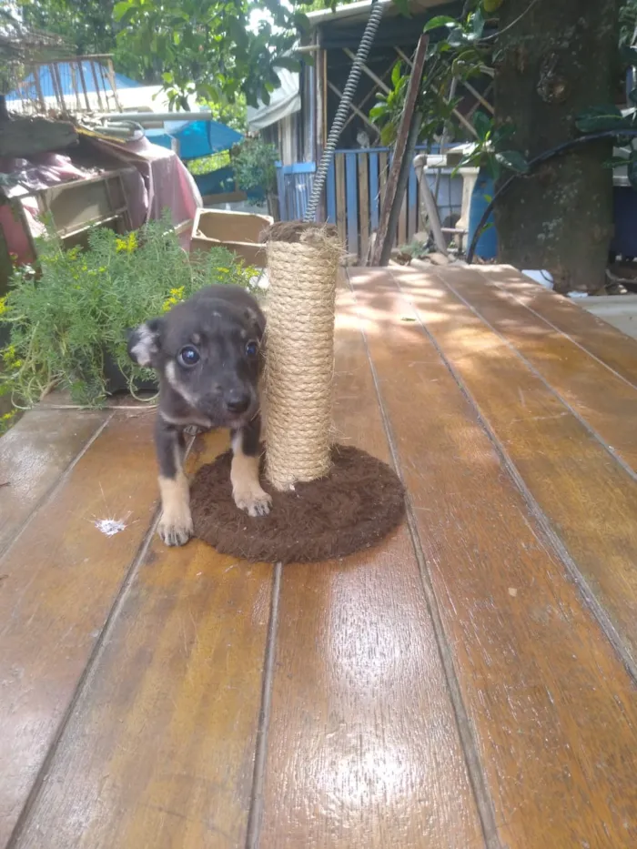 Cachorro ra a Srd idade 2 a 6 meses nome Cachorrinhas bbs