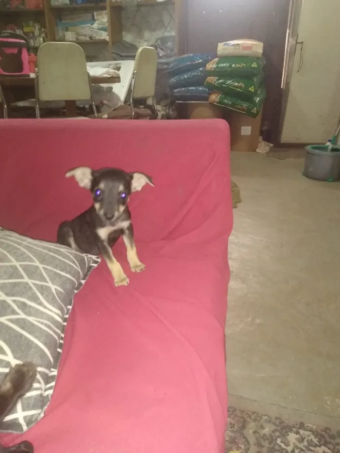 Cachorro ra a Srd idade 2 a 6 meses nome Cachorrinhas bbs