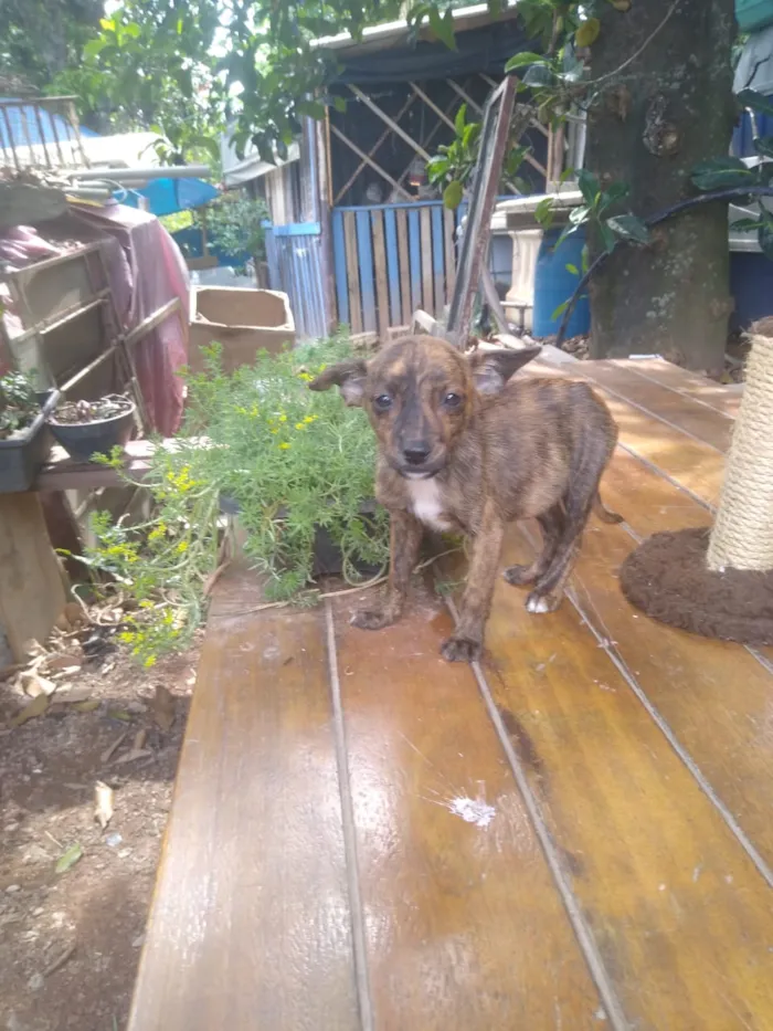Cachorro ra a Srd idade 2 a 6 meses nome Cachorrinhas bbs