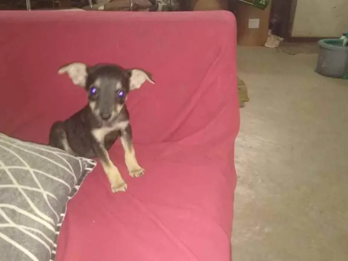 Cachorro ra a Srd idade 2 a 6 meses nome Cachorrinhas bbs
