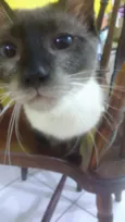 Gatinhos siameses