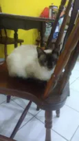 Gatinhos siameses