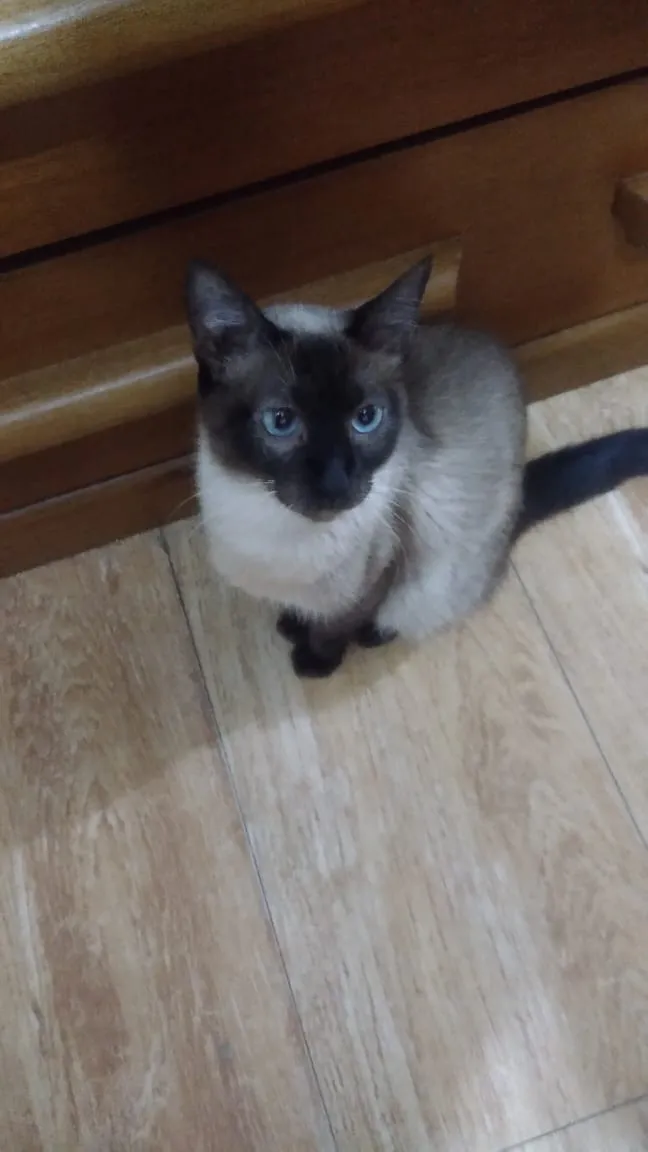 Gato ra a Siamês idade 2 a 6 meses nome Gatinhos siameses