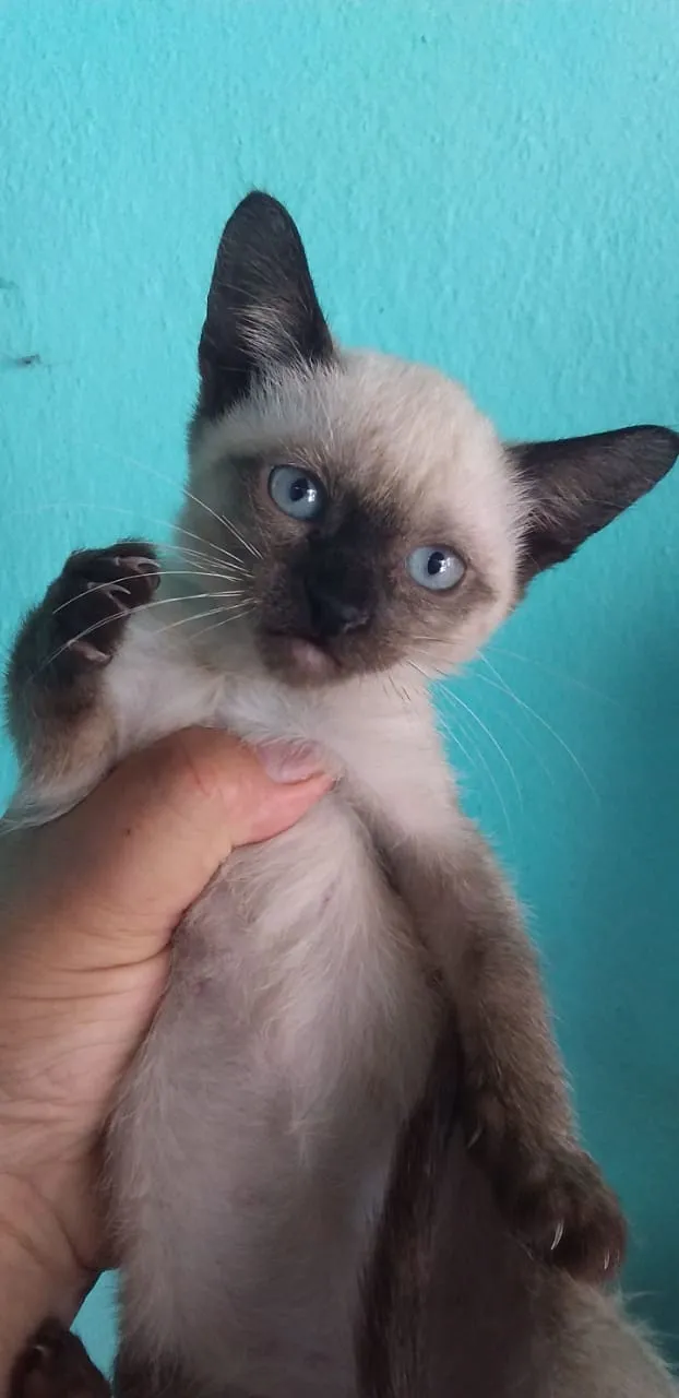 Gato ra a Siamês idade 2 a 6 meses nome Gatinhos siameses