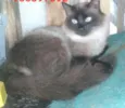 Gatinhos siameses