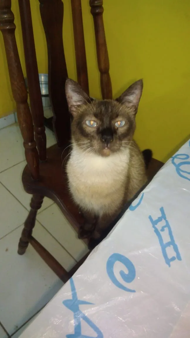 Gato ra a Siamês idade 2 a 6 meses nome Gatinhos siameses
