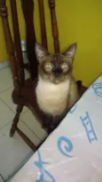 Gatinhos siameses