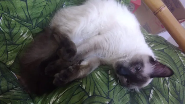 Gato ra a Siamês idade 2 a 6 meses nome Gatinhos siameses