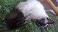 Gatinhos siameses