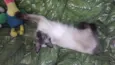 Gatinhos siameses