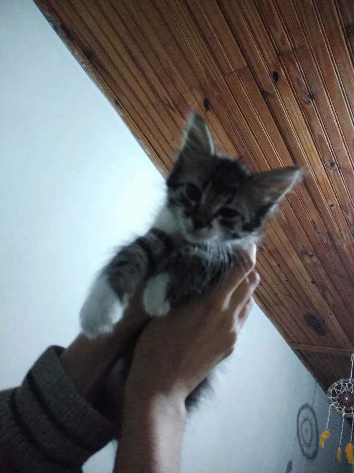 Gato raça  idade 2 a 6 meses nome Não tem nome