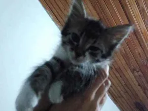 Gato raça  idade 2 a 6 meses nome Não tem nome