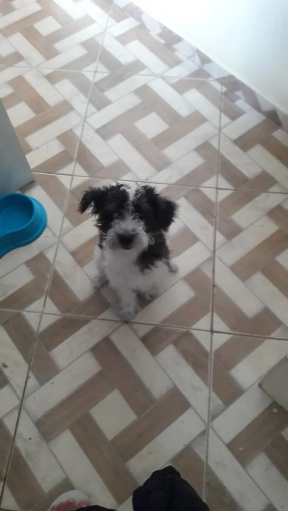 Cachorro ra a Mistura shitzu idade 7 a 11 meses nome Rossi