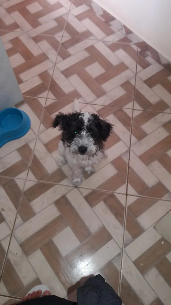 Cachorro ra a Mistura shitzu idade 7 a 11 meses nome Rossi