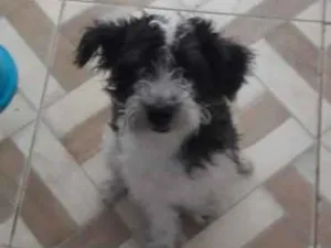 Cachorro raça Mistura shitzu idade 7 a 11 meses nome Rossi