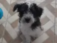 Rossi