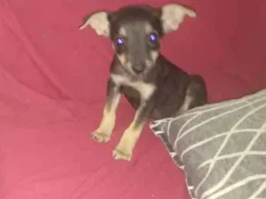 Cachorro raça Srd idade 2 a 6 meses nome Cachorrinhas bbs