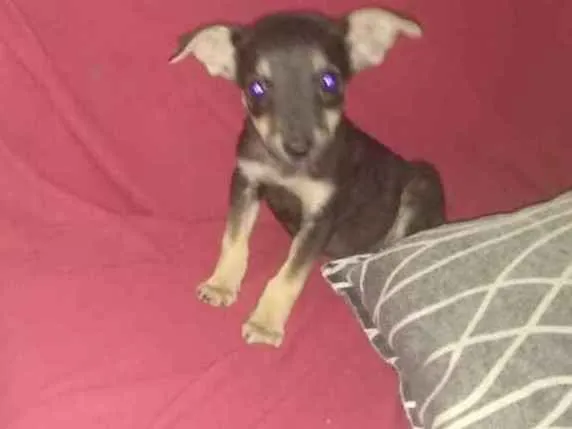 Cachorro ra a Srd idade 2 a 6 meses nome Cachorrinhas bbs