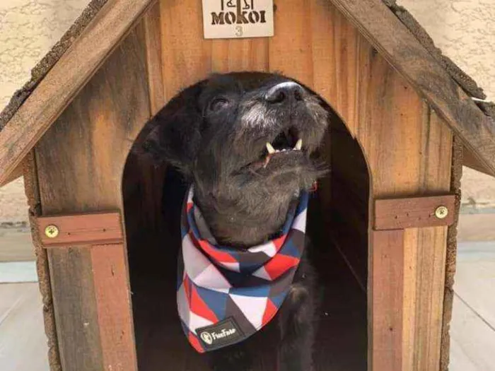 Cachorro raça SRD idade 3 anos nome Baruck