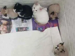 Gato raça SRD idade Abaixo de 2 meses nome Filhotes