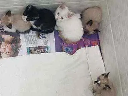 Gato ra a SRD idade Abaixo de 2 meses nome Filhotes