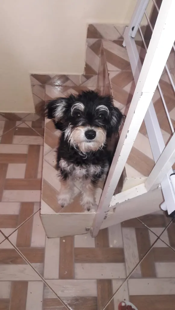 Cachorro ra a Mistura Yorkshire idade 7 a 11 meses nome Sofia