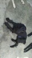 Belinha