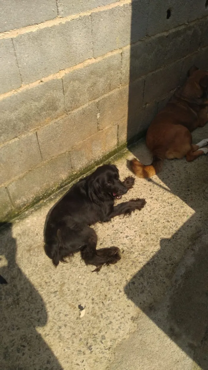 Cachorro ra a Mistura cocker idade 2 anos nome Belinha