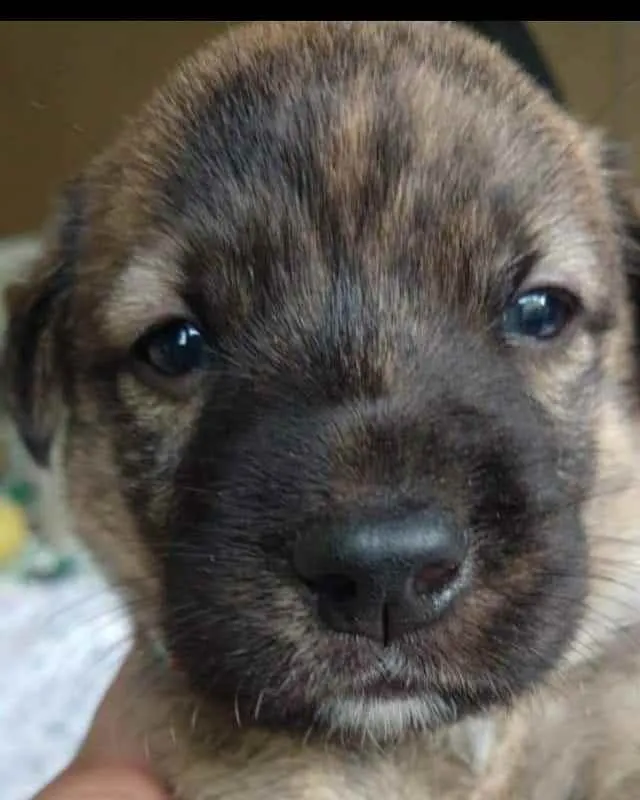 Cachorro raça SRD idade Abaixo de 2 meses nome Tigrinho