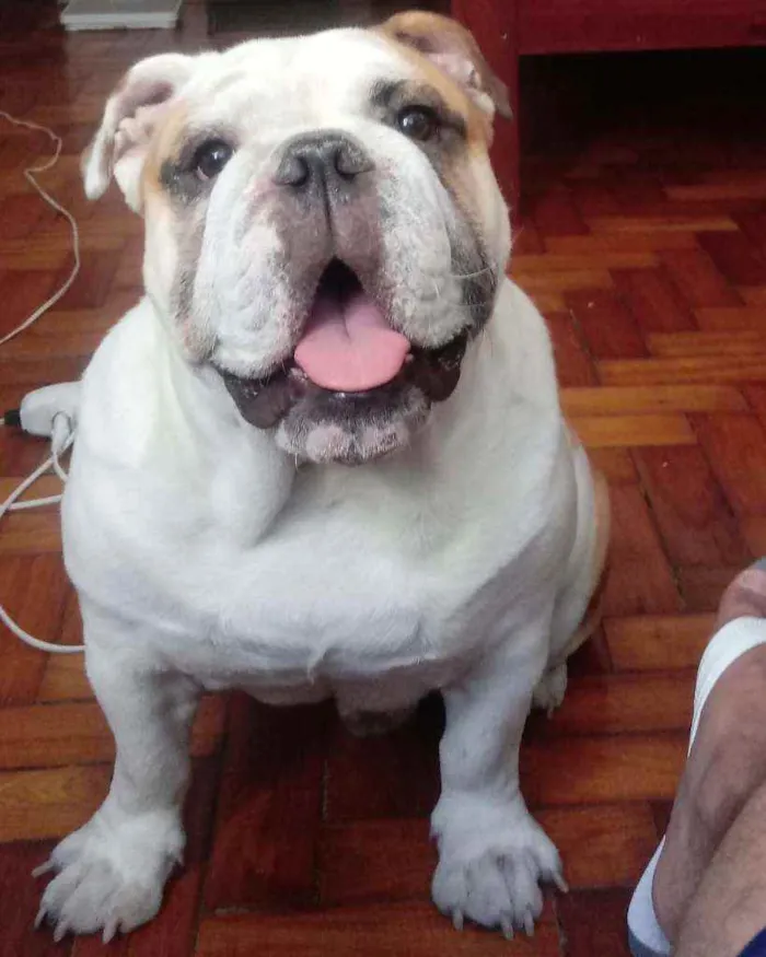 Cachorro raça Buldogue Inglês idade 1 ano nome Leon
