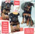 Atena
