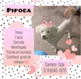 Pipoca