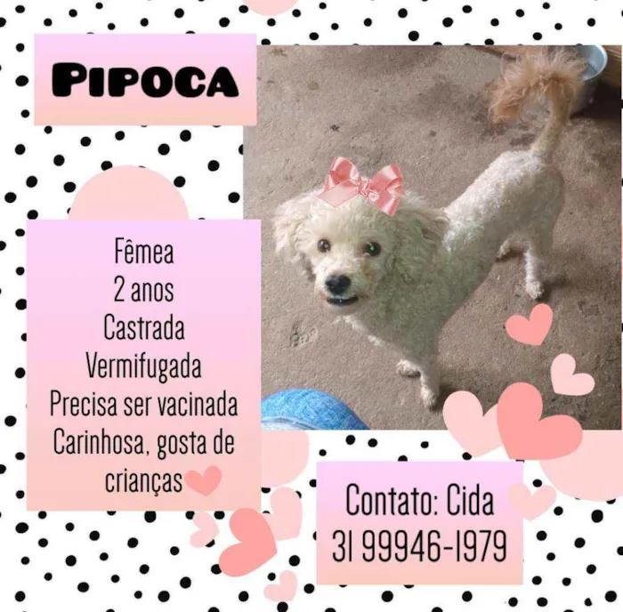 Cachorro raça Poodle mix idade 2 anos nome Pipoca