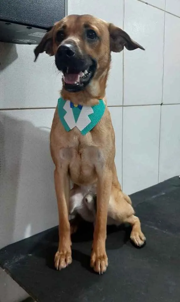 Cachorro ra a vira lata  idade 1 ano nome loki