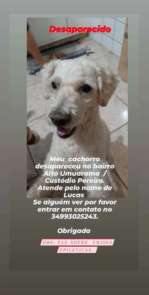 Cachorro ra a Poodle  idade 6 ou mais anos nome Lucas 