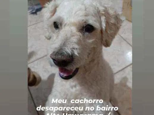 Cachorro ra a Poodle  idade 6 ou mais anos nome Lucas 