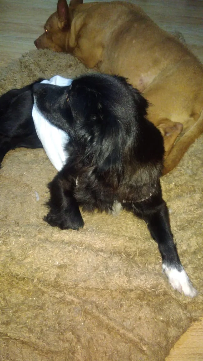 Cachorro ra a Srd idade 2 anos nome Lilica