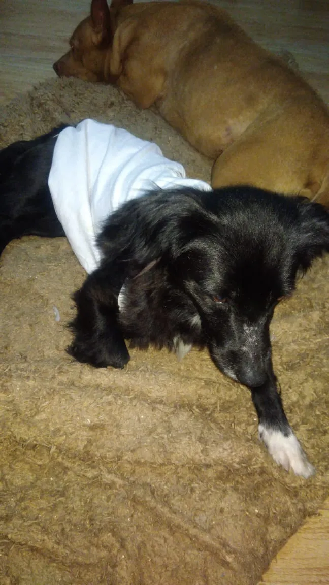 Cachorro ra a Srd idade 2 anos nome Lilica