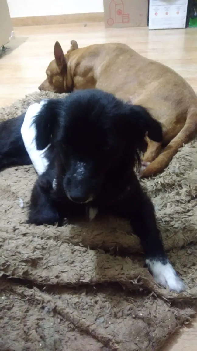Cachorro ra a Srd idade 2 anos nome Lilica