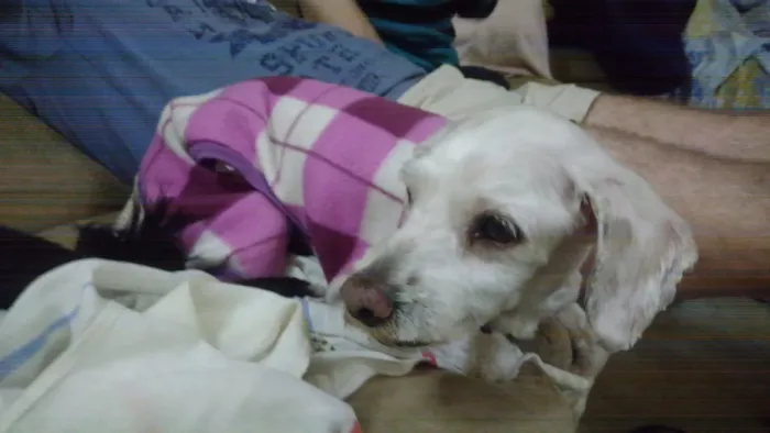 Cachorro ra a Poodle idade 3 anos nome Body
