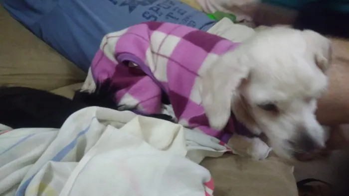 Cachorro ra a Poodle idade 3 anos nome Body