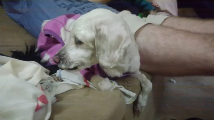 Cachorro ra a Poodle idade 3 anos nome Body