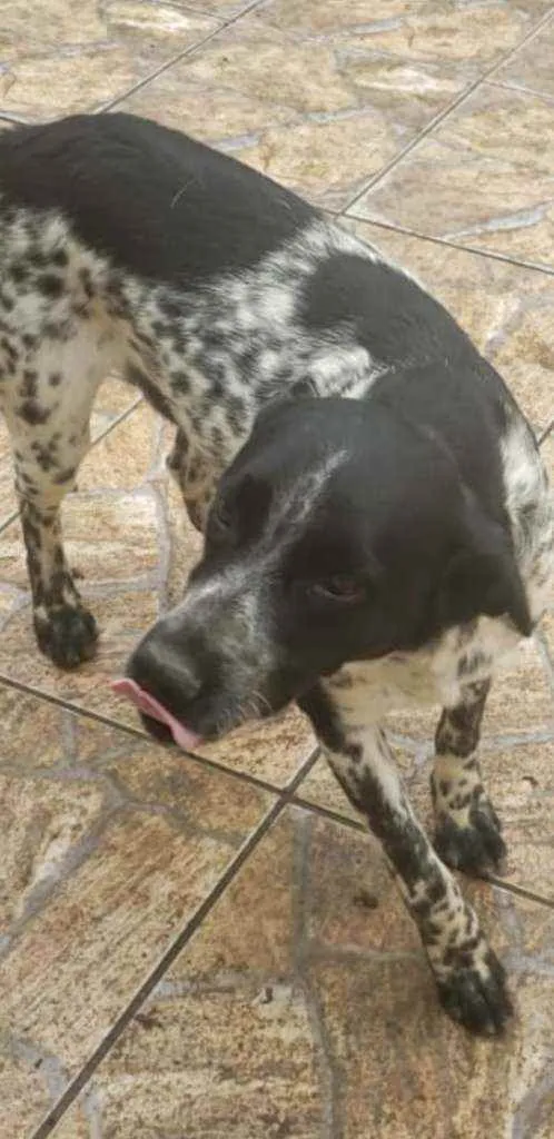 Cachorro ra a Viralata idade 1 ano nome Lelê