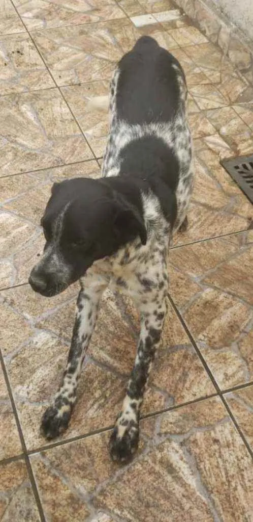 Cachorro ra a Viralata idade 1 ano nome Lelê